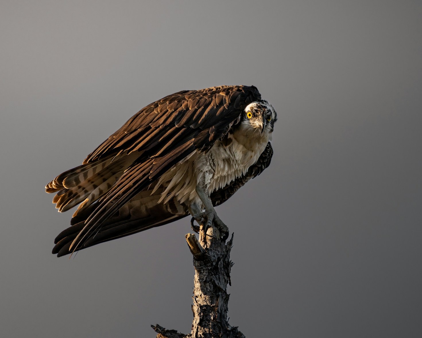 Cómo ven los animales su entorno a 80Hz