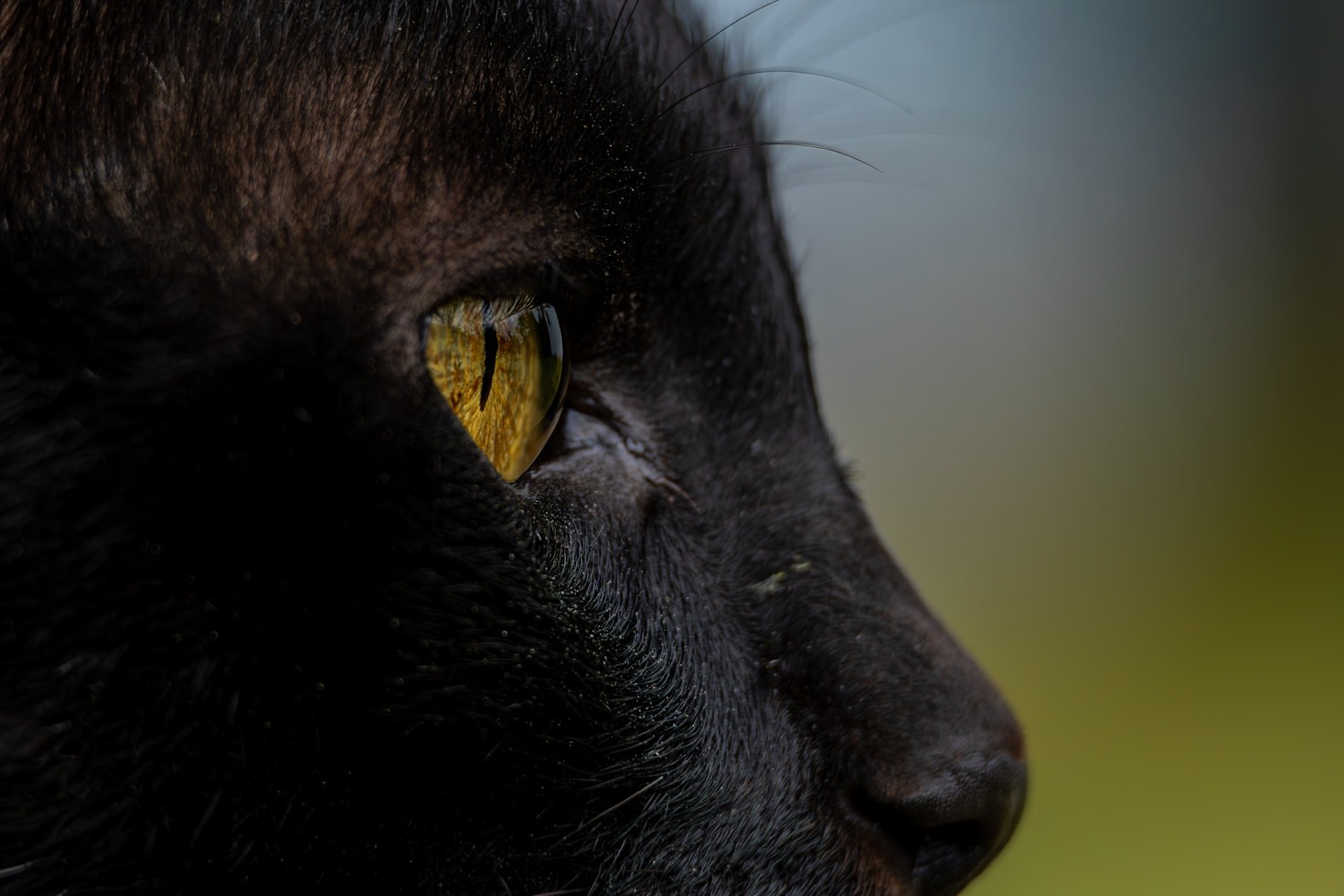 Descubrimientos recientes sobre la percepción animal