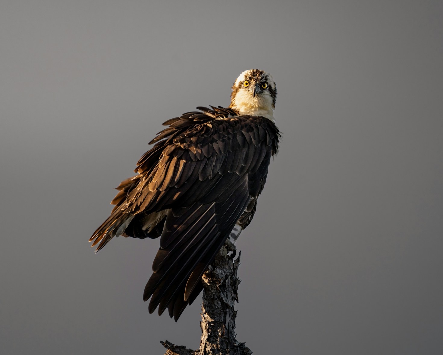 Innovadoras investigaciones en visión animal a 80Hz